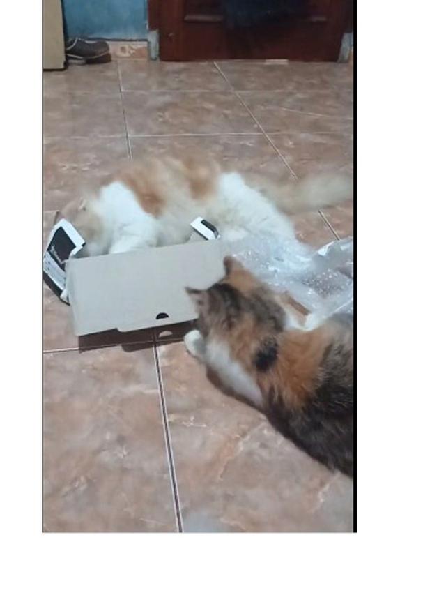 10 Potret Kucing Memaksa Masuk Kardus Ini Bikin Gemas, Enggak Sadar Ukuran
