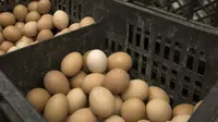 Peneliti menemukan cara merebus telur yang benar agar tidak kehilangan protein penting yang didalamnya.