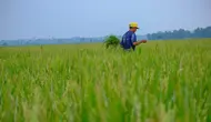 PT Wilmar Padi Indonesia (WPI) terus berkomitmen menjalin kemitraan dengan petani padi melalui Farmer Engagement Program (FEP). Hingga Februari 2024, luas lahan kemitraan dengan petani mencapai 20 ribu hektare (ha), tersebar di 19 kabupaten di Jawa Timur, Banten, Lampung, Sumatera Utara dan Sumatera Selatan.