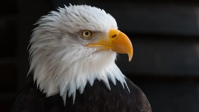 Eagle