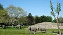 Empat gajah sirkus yang sudah pensiun terlihat di lingkungan mereka yang baru di Taman Safari Knuthenborg, Denmark, Sabtu (30/5/2020). Empat gajah itu dibeli pemerintah Denmark tahun lalu setelah dimulainya peraturan yang melindungi hewan liar dari bisnis pertunjukan. (Claus Bech/Ritzau Scanpix/AFP)