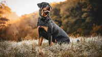 The 10 Most Fearless Dog Breeds in the World