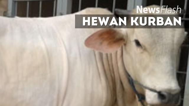 Niat warga Desa Karya Indah, persisnya di Kilometer 11 Jalan Garuda Sakti, Pekanbaru, Riau, menikmati daging hewan kurban dengan cukup, pupus. Satu ekor sapi yang hendak disembelih mengamuk dan melarikan diri.