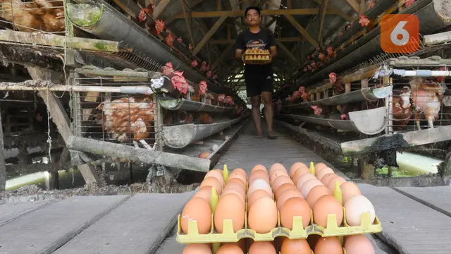 harga telur ayam di tingkat peternak