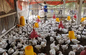 Hitungan Modal dan Keuntungan Ternak Ayam Broiler 35 Hari, Lengkap dari Kandang hingga Hasil Panen