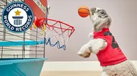 Bini, seekor kelinci, berhasil mencatatkan dirinya di Guinness World Record dengan slam dunk terbanyak selama 1 menit (Guinness World Record)