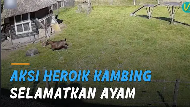 Seekor kambing lakukan aksi heroik menyelamatkan ayam dari serangan elang.