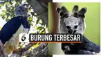Harpy ada jenis burung elang terbesar dan terkuat di dunia. Besarnya bisa mencapai 22 cm dengan berat 3 - 9 kilogram. Harpy hanya berada di wilayah hutan hujan tropis.
