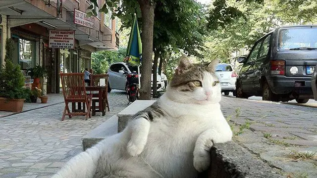 10 Potret Lucu Pose Kucing saat Duduk Ini Bikin Gemas