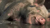  Babi punya reputasi sebagai binatang yang kotor, benarkah demikian? Berikut beberapa penjelasannya. 