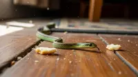 Ini Cara Mengusir Ular agar Tidak Kembali Lagi ke Rumah, Terbukti Ampuh
