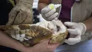 Dokter hewan merawat burung hantu yang terluka di LSM Mata Ciliar, Jundiai, Brasil, Selasa (20/10/2020). Asosiasi itu merawat hewan yang menjadi korban kebakaran, bencana lingkungan atau penyelundupan, serta merehabilitasi satwa liar untuk melepaskannya ke habitat aslinya. (AP Photo/ Andre Penner)