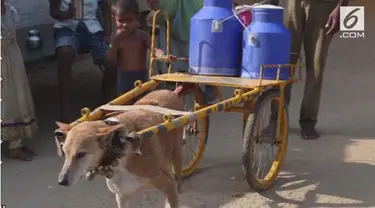 Seekor anjing berusia 8 tahun rutin mengantar susu ke rumah penduduk. Anjing ini dilatih oleh pemiliknya yang merupakan pedagang susu di India.