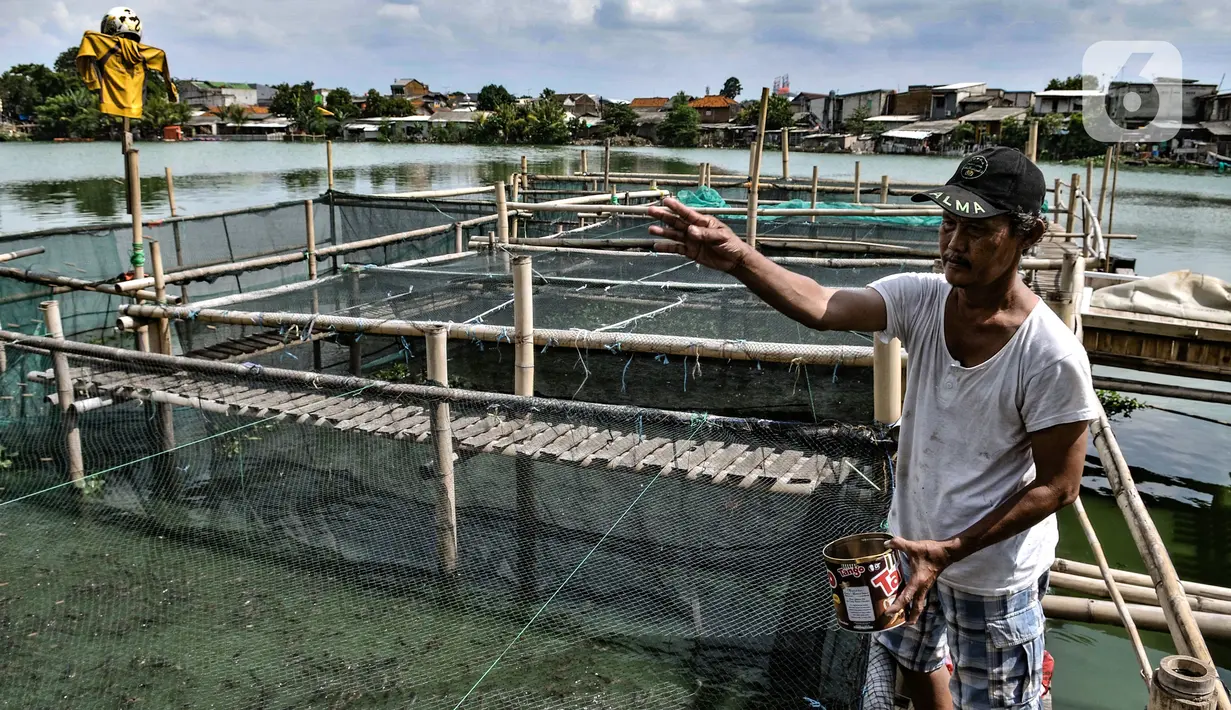 Warga saat memberi pakan lele yang dipelihara dalam keramba di Situ Rawa Badung, Cakung, Jakarta, Senin (15/2/2021). Warga setempat memanfaatkan Situ Rawa Badung untuk membudidayakan lele sebagai upaya ketahanan pangan sekaligus ekonomi di masa pandemi Covid-19. (merdeka.com/Iqbal S Nugroho)