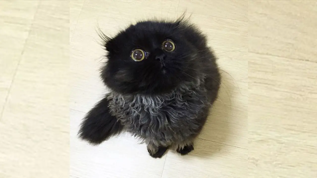 Photo: Copyright boredpanda.com