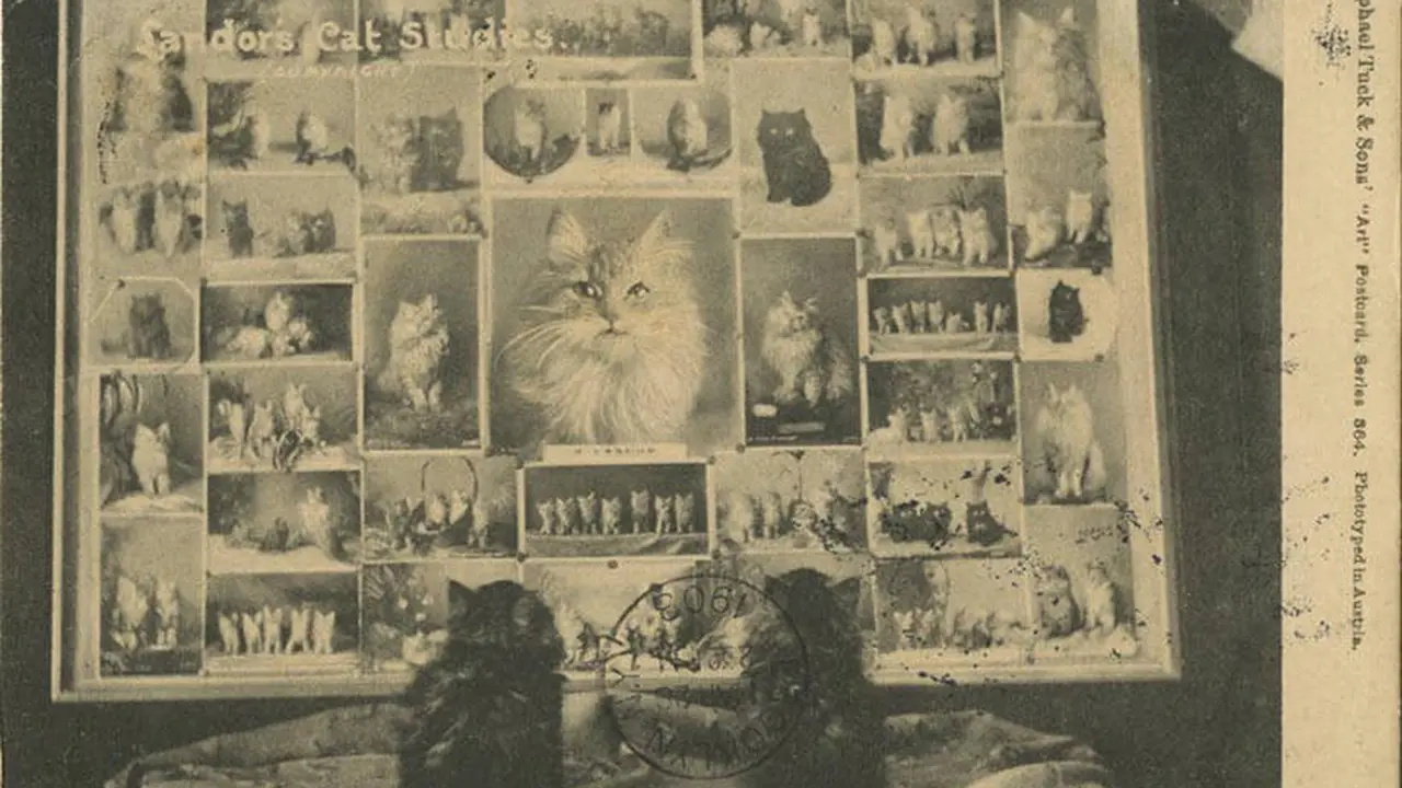 cat postcard