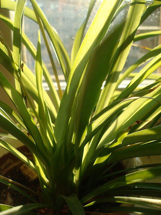 Spider Plant (Chlorophytum comosum)
