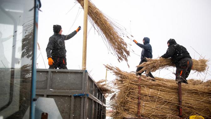 Pekerja lapangan memindahkan buluh ke traktor yang mengangkutnya ke gudang di Desa Jagodno, dekat Elblag, Polandia utara, 19 Februari 2021. Setelah diproses, buluh digunakan untuk atap di Polandia, Denmark, Belanda, dan Jerman. (MATEUSZ SLODKOWSKI/AFP)