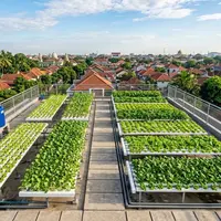 Pertanian Hidroganik, Jurus Jitu Ketahanan Pangan dan Urban Farming di Palu