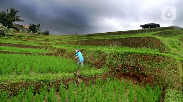 Merawat Tanaman Padi di Terasering Jatiluwih