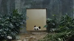 Panda raksasa China An An merayakan ulang tahunnya yang ke-29 di Ocean Park di Hong Kong pada 28 Juli 2015. An An mengembuskan napas terakhir di usia 35 tahun atau setara dengan 105 tahun usia manusia. (AP Photo/Kin Cheung)