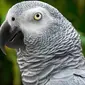 Burung Beo Abu-abu Afrika (Sumber: Shutterstock.com/Avers)
