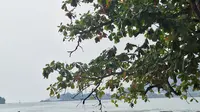 Pulau Merak Kecil sebagai Surga Tersembunyi Banten (Liputan6.com/Putri Anastasia Bangalino Suryana)