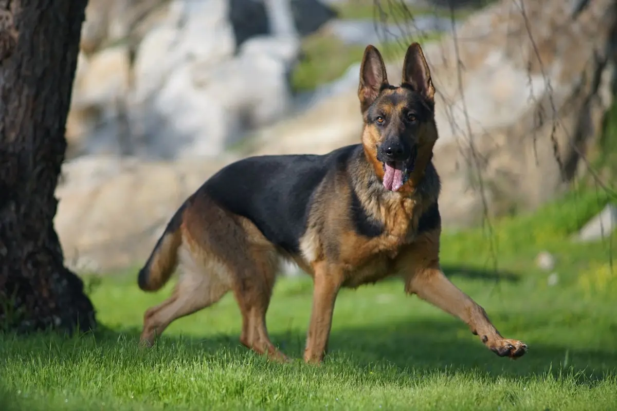 German Shepherd