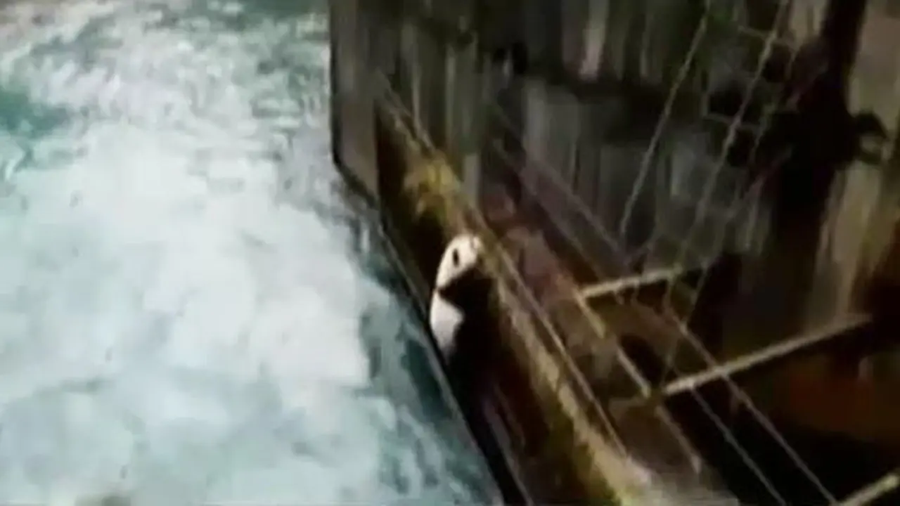 Panda Liar Terjebak di Atas Bendungan Sichuan