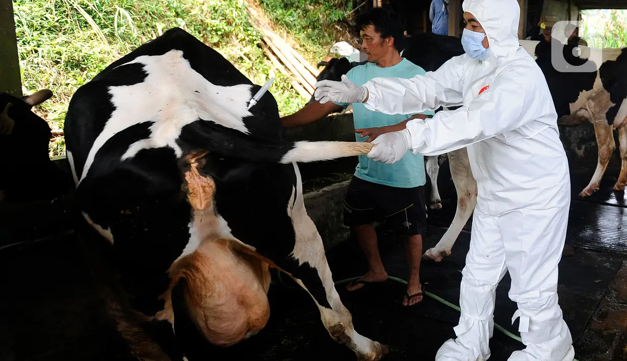 Petugas Dinas Peternakan dan Perikanan Kabupaten Bogor melakukan penyuntikan vaksin Penyakit Mulut dan Kuku (PMK) di kandang sapi perah milik warga di Situ Udik, Bogor, Jawa Barat, Selasa (21/6/2022). Sebanyak 100 ekor sapi perah disuntik vaksin PMK pada hari ini. (merdeka.com/Arie Basuki)