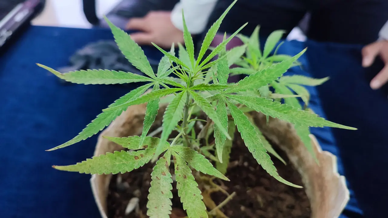 RAP (24) pria asal Caringin, Kabupaten Bogor, Jawa Barat, sengaja menanam ganja di rumahnya. Ganja itu dia tanam di pot untuk konsumsi sendiri agar lebih ekonomis (Liputan6.com/Achmad Sudarno)