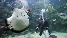 Penyelam berpakaian Santa Claus memberi makan binatang yang ada didalam akuarium. Kuala Lumpur, Malaysia, Senin (7/12). Kegiatan ini sebagai salah satu kegiatan untuk menjelang hari Natal. (REUTERS/Olivia Harris)
