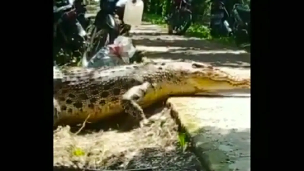 Tangkapan layar kemunculan buaya melintas di perkebunan sawit di Kecamatan Kuala Enok, Indragiri Hilir.