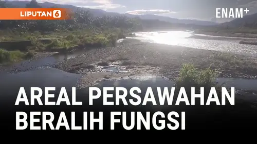  Lima Tahun Bendungan Jebol, Seribu Hektar Lebih Areal Persawahan Terancam