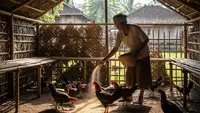 8 Pakan Ayam Fermentasi yang Bisa Mengurangi Bau Kotoran Secara Efektif