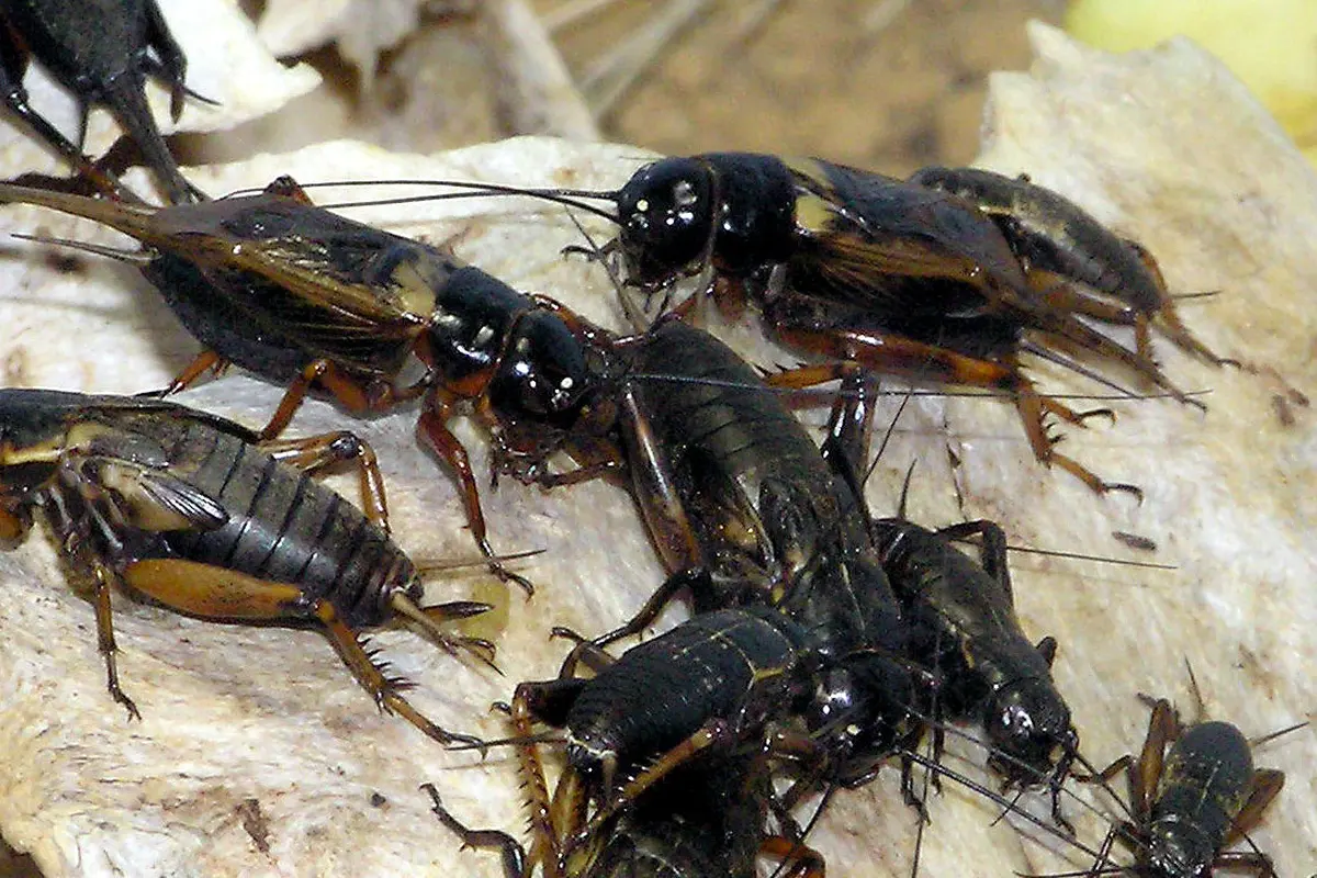 Ilustrasi jangkrik hitam dari famili Gryllus atau true crickets (Wikimedia / Creative Commons)