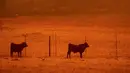 Hewan ternak merumput di dekat lokasi kebakaran yang terjadi di Mountain Ranch , Kalifornia, Amerika Serikat, Jumat (11/9/2015). Gubernur Kalifornia, Jerry Brown mengumumkan keadaan darurat untuk wilayah Amador dan Calaveras. (REUTERS/Noah Berger)