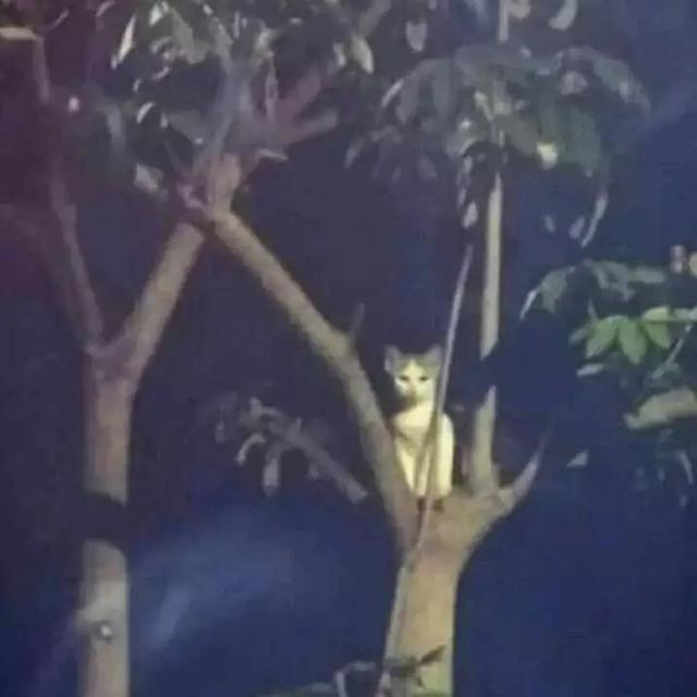 6 Momen Kucing Bikin Kaget Ini Nyeleneh Banget, Bikin Tepuk Jidat