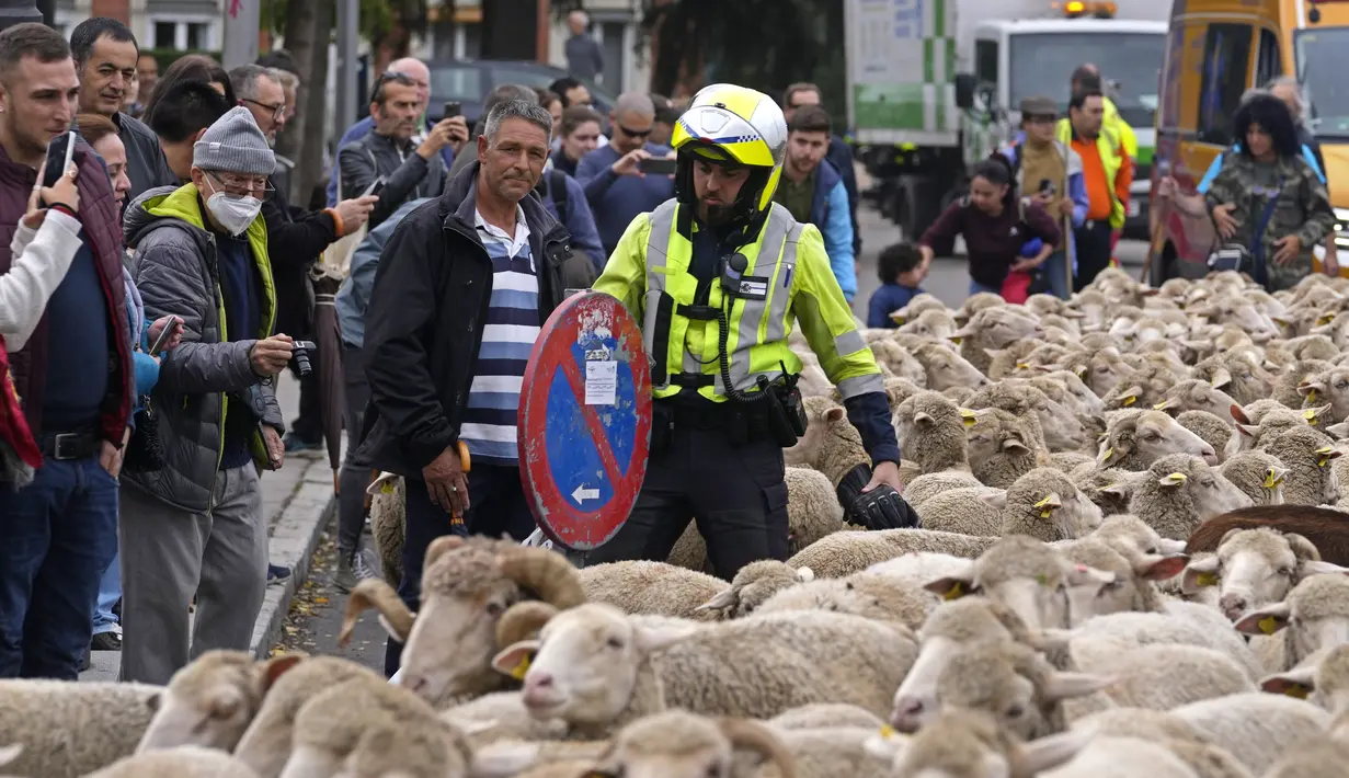 Petugas polisi mengatur rambu lalu lintas saat sekawanan domba melewati pusat kota Madrid, Spanyol, Minggu (23/10/2022). Domba-domba "saba kota" ini bagian dari festival yang menciptakan kembali praktik pastoral memindahkan ternak ke tempat penggembalaan baru. (AP Photo/Paul White)