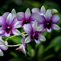 Bunga Anggrek. (via: wesehat.com)