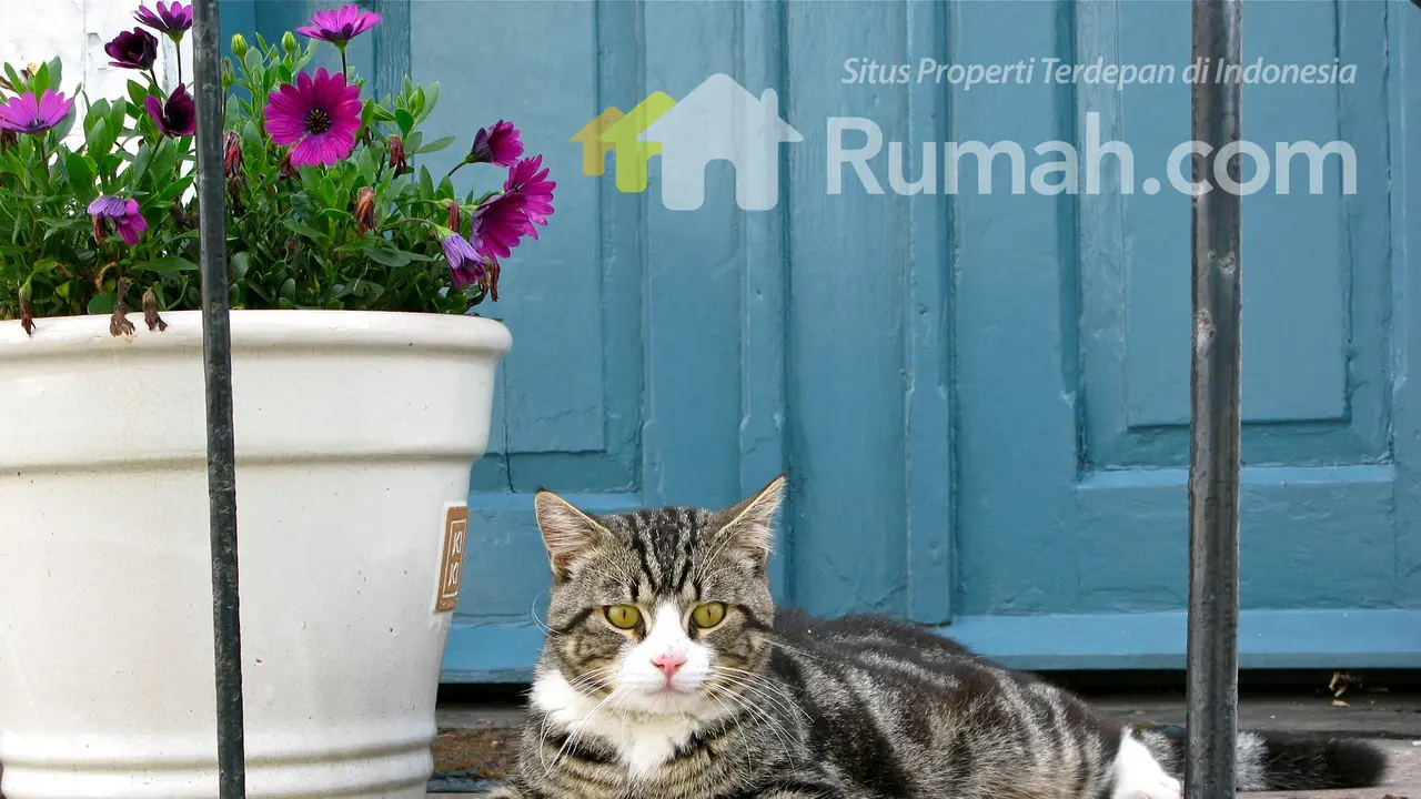 Rumah.com Tips Jaga Kebersihan Rumah Meski Pelihara Hewan