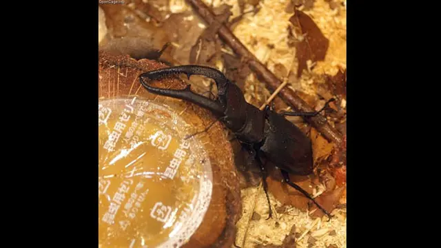 Foto: copyrigt en.rocketnews24.com