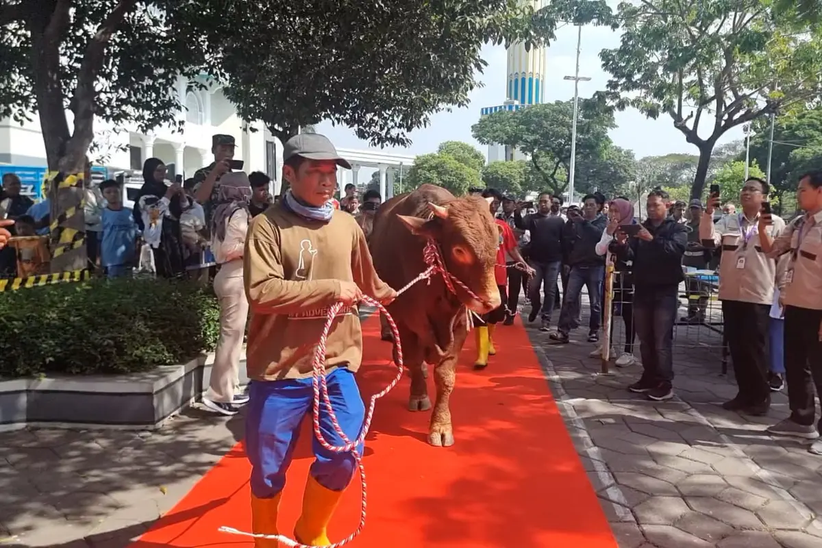 Sapi limosin kurban Jokowi untuk Masjid Al Akbar Surabaya disambut dengan karpet merah. (Dian Kurniawan/Liputan6.com)