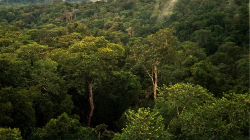 Hutan adalah paru-paru bumi