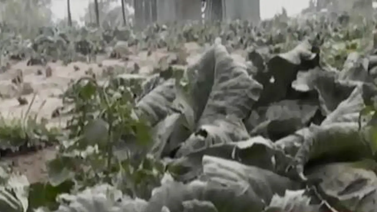 VIDEO: Sinabung Erupsi, Petani Karo Terancam Gagal Panen