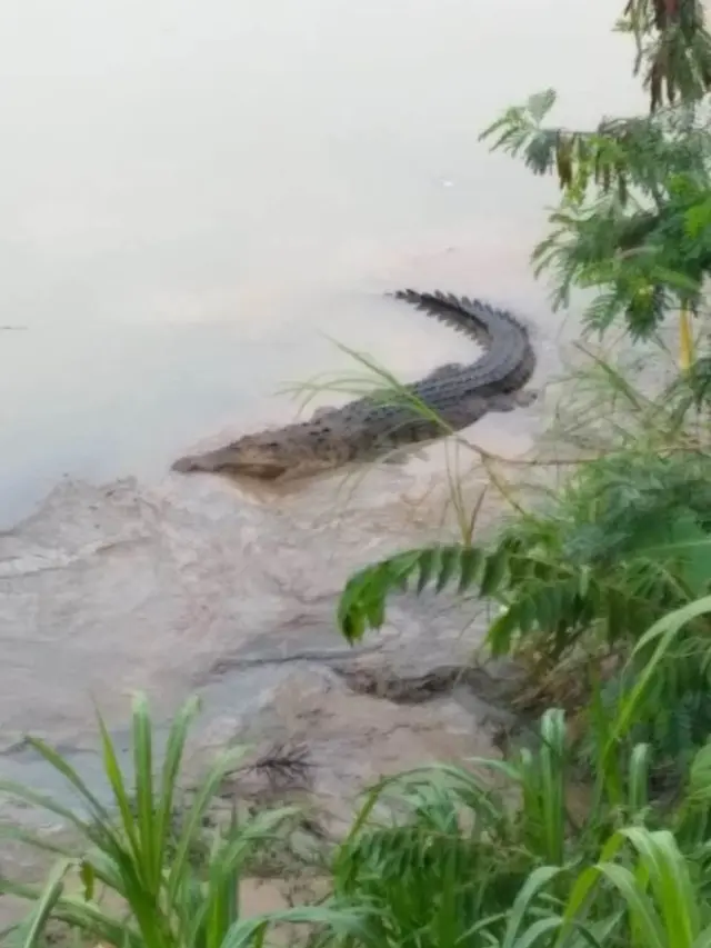 Buaya kembali menampakkan diri di Sungai Luk Ulo Desa Rantewringin, Kebumen (Liputan6.com/Mulyadi untuk Muhamad Ridlo)