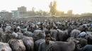 Aktivitas pedagang ternak dan pembeli menjelang Idul Adha di pasar Ashmun, Mesir, Rabu (15/8). Umat Islam di seluruh dunia akan merayakan Hari Raya Idul Adha yang identik dengan tradisi berkurban. (AFP/Mohamed el-Shahed)