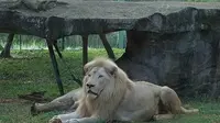 Singa putuh bernama Thori di Faunaland Ancol rupanya cacat sejak lahir