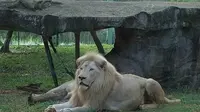 Pemerhati Hewan Sidak ke Faunaland Ancol Buntut Viral Singa Putih yang Ternyata Cacat