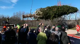 Pekerja menggunakan derek untuk mengangkut pohon Natal raksasa ke atas sebuah truk di Wallkill, New York, Sabtu (10/11). Pohon cemara jenis The Norway Spruce ini akan didirikan di Rockefeller Center. (Patrick Oehler/Poughkeepsie Journal via AP)
